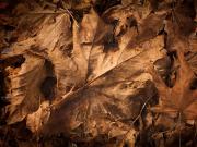 Erzincanli_onur_24_34 - ait Kullan�c� Resmi (Avatar)